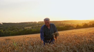 Gri saçlı tarımcı olgun kuru dikenleri topluyor. Adam gün batımında tarlada durup buğday topluyor..