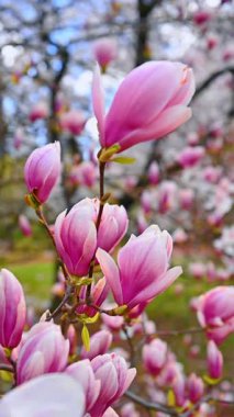 Gün batımında çiçek açan manolya ağacı. Gün batımında çiçek açan manolya dalları. Pembe manolya ağacı. Magnolia ağacı arkaplanı.