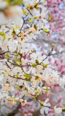 Gün batımında çiçek açan manolya ağacı. Gün batımında çiçek açan manolya dalları. Pembe manolya ağacı. Magnolia ağacı arkaplanı.