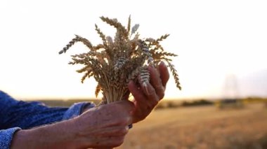 Altın gün batımında buğday hasadı. Bir insan gün batımında bir tarlada durup hasat zamanının güzelliğini yakalar..