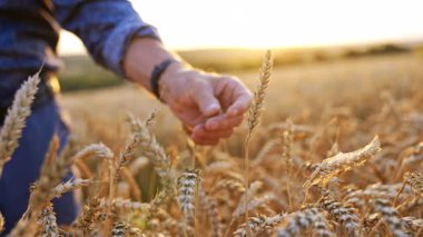 Çiftçi gün batımında buğday tarlasını inceler. Bir çiftçi gün batımında altın bir tarlada olgun buğday saplarını inceler ve hasat mevsiminin güzelliğinin tadını çıkarır..