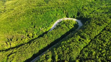 Bereketli yeşil ormanda dolambaçlı bir yol. Yoğun yeşil ormanda, parlak gün ışığında kıvrılan, canlı bir doğanın hava manzarası..