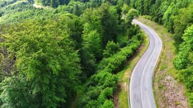Bereketli yeşil ormanda dolambaçlı bir yol. Sakin bir yol yoğun, canlı yeşillikler arasında kıvrılır, güneşli bir günde doğanın güzelliğini gösterir..