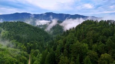 Sisli dağları olan orman manzarası. Bereketli yeşil ormanlar, bulutlu bir gökyüzünün altındaki yuvarlanan tepeler boyunca uzanır. Ağaçlar ve dağlar arasında sis yükselir..