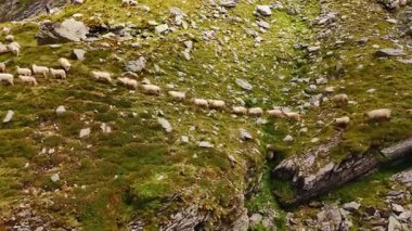 Dağ yamacında tek tek yürüyen sevimli tüylü beyaz koyunlar. Evcil hayvanların kayalıklarda otladığına dair drone görüntüleri..