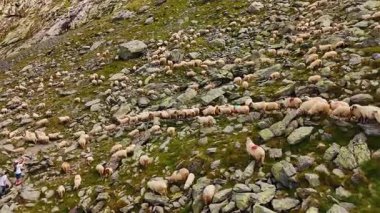 Dağ yamacındaki kayaların arasında çok sayıda beyaz tüylü koyun yürüyor. Kayalıklarda otlayan yerli sürü. İnsansız hava aracı görüntüleri.