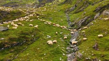 Yeşil çimlerle kaplı dağ yamacının üzerinden uçmak. Büyük bir beyaz koyun sürüsü kayalıklarda otluyor..