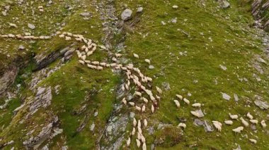 Dağ yamacında beyaz koyunlar akın ediyor. İnsansız hava aracı otlar için evcil hayvanlara yaklaşıyor..