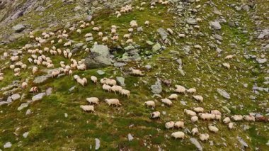 Kayaların yamacında yürüyen beyaz koyun sürüsü. Dağlarda otlayan evcil hayvanların hava manzarası.