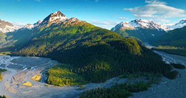 Pine tree wood covering the huge mountain. Branching rivers flow at the rock foot. Alaska wilderness. Aerial view.