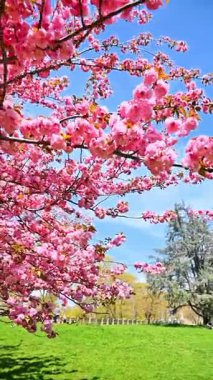 Central Park 'ta kiraz çiçekleri açıyor. Pembe kiraz çiçeklerinin dalları mavi gökyüzüne karşı canlı bir bahar sahnesi yaratır..