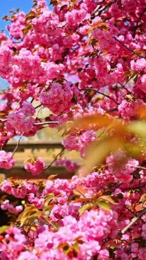 Central Park 'ta kiraz çiçekleri açar. Central Park 'taki dalları parlak pembe kiraz çiçekleri dolduruyor..