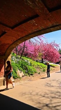 New York, USA, 1 August 2025: Cherry blossoms viewed through a brick arch in Central Park.