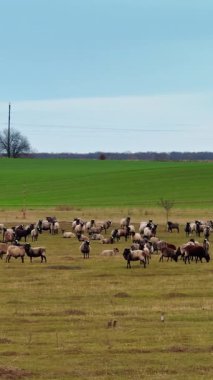 Tarlaya saçılmış yünlü koyunlar. Çayırdaki küçük sığırların gündüz görüntüleri. Dikey video
