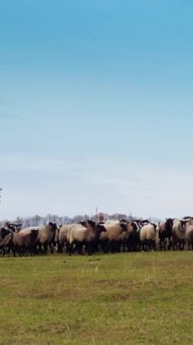 Tarladaki kara ağızlı koyun sürüsüne yaklaşıyoruz. Küçük sığırlar aniden durur ve kameraya bakarlar. Dikey video