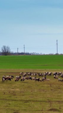 Gündüz vakti çıplak arazide çoklu koyun standı. Otlakta büyük bir sürü hayvan. Dikey video