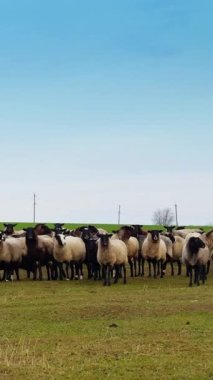 Tarlada siyah ağızlık ve siyah bacaklı gri tüylü koyunlar duruyor. Etrafa bakan küçük bir sığır tezgahı. Dikey video