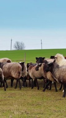 Sürünün içinde otlakta yürüyen sevimli yünlü koyunlar. Evcil koyunlar kameradan uzaklaşır. Dikey video