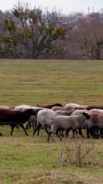 Otlakta yürüyen şişman koyunlar. Çiftlik hayvanları sonbaharda tarlada otlar. Arka plandaki kır evleri. Dikey video