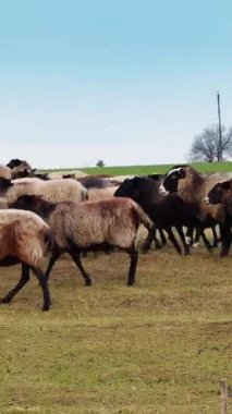 Kara bacaklı ve kara ağızlı koyunlar çayırda yürüyor. Şişko koyunlar sonbaharda otlamaya gider. Dikey video