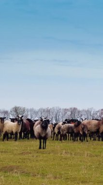 Büyük sürüdeki koyunlar kameradan uzaklaşıp uzaklaşırlar. Sonbaharda çiftlik hayvanlarını asmak. Dikey video