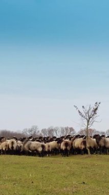 Tüylü koyunlar tarladaki küçük bir ağacın etrafına doluşmuş. Hayvanlar kameraya döner ve çayırda yürümeye başlar. Dikey video