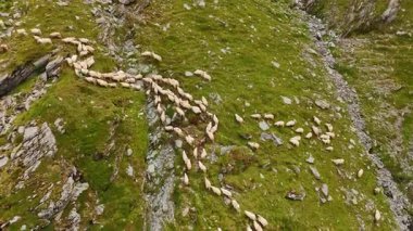Flock of white sheep walking up by the mountain slope. Domestic animals move in search of fresh grass. Top view.