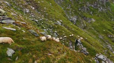Moving to meet a flock of white sheep stepping by the rocky slope. View on the livestock grazing in the mountains.