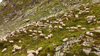Multiple white sheep graze in the mountains. Livestock is looking for fresh green grass among the rocks. Aerial view.