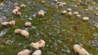 Sheep grazing on rocky mountain slope. A flock of sheep grazing on a steep rocky mountain slope in Romania.