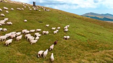 Sheep herd spread across hillside. Sheep herd spread across a green hillside under dramatic skies.