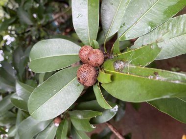 Sapodilla ağacı ya da Manilkara zapota meyvesi yağmurdan sonra, sapodilla eriği bahçede