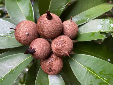 Manilkara zapota veya Sapodilla yağmurdan sonra meyve, bahçede sapodilla eriği