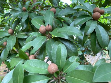 Sapodilla, evin yakınındaki bahçede çok meyve verir.