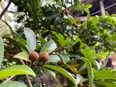 Sapodilla, evin yakınındaki bahçede çok meyve verir.