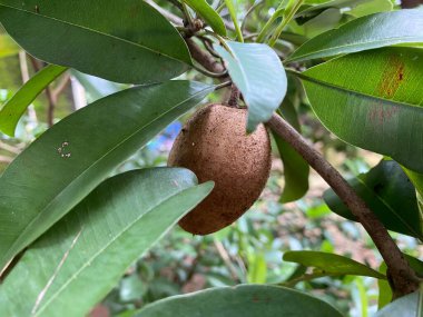 Evin yakınındaki bahçede toplanmaya hazır büyük Sapodilla meyvesi.