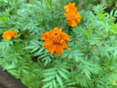 Meksika kadife çiçeği ya da Afrika kadife çiçeği, Asteraceae familyasına ait yıllık bir bitkidir.