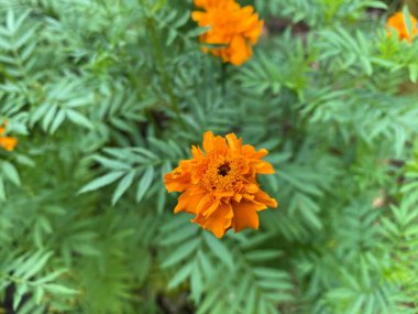 Meksika kadife çiçeği ya da Afrika kadife çiçeği, Asteraceae familyasına ait yıllık bir bitkidir.