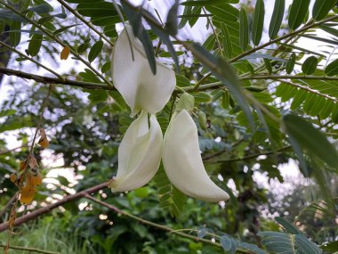 Pirinç tarlalarında yetişen Turi çiçeği (Sesbaniagrandiflora) izole foto stoku