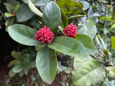 Ixora chinensis yeşil yapraklı kırmızı foto stoku