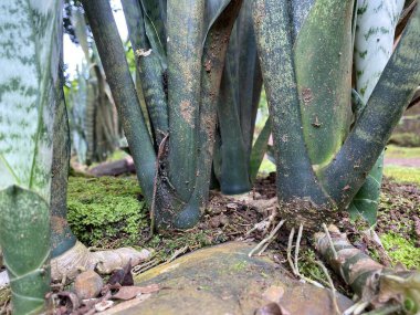 Yaratıcı arka plan kökleri Sansevieria zeylanica yosunlu kayalarda büyüyor