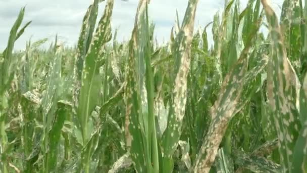 Close Corn Leaves Wilting Dead Wrong Applying Herbicide Cornfield Damage — Stock Video