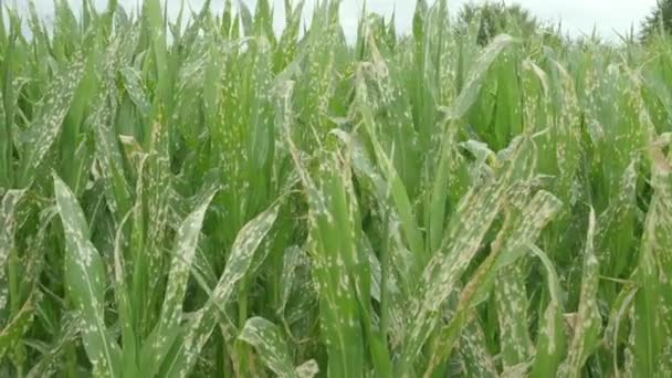 Corn Plants Wilting Dead Wrong Applying Herbicide Cornfield Damage Agribusiness — Video Stock