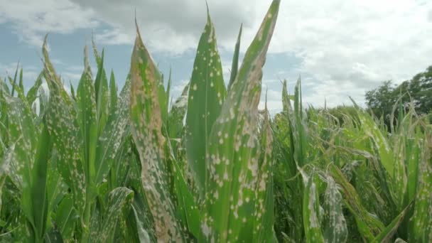 Corn Plants Burned Leaves Growing Cloudy Blue Sky Herbicide Spraying — 图库视频影像