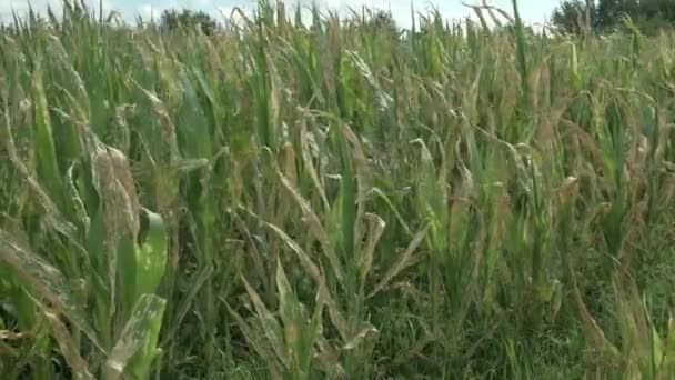 Кукурузные Растения Вянут Погибают После Неправильного Применения Гербицидов Кукурузном Поле — стоковое видео
