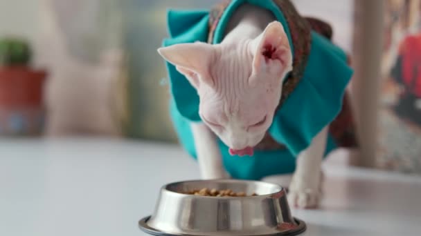 Careca Vestido Sphinx Gato Come Comida Com Apetite Uma Tigela — Vídeo de Stock