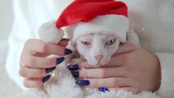 Meisje Strelen Kale Sfinx Cat Kerstmis Hoed Bloemenslingers Thuis Close — Stockvideo