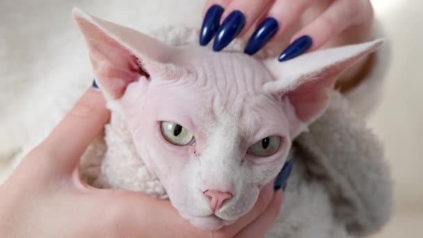 Dziewczyna Głaskanie Łysy Kot Sfinks Białym Szaliku Domu Zbliżenie Wysokiej — Wideo stockowe