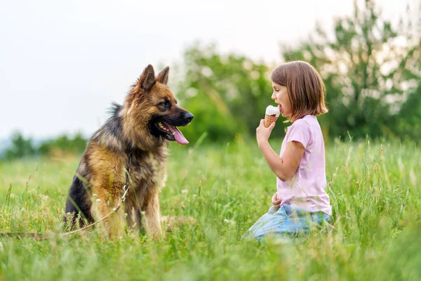 Mała Dziewczynka Klęczy Trawie Przed Owczarkiem Patrząc Oczy Jedząc Lody — Zdjęcie stockowe