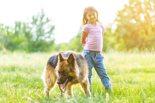 Pies Pasterski Stoi Trawie Parku Obok Małej Uśmiechniętej Dziewczynki Spacer — Zdjęcie stockowe